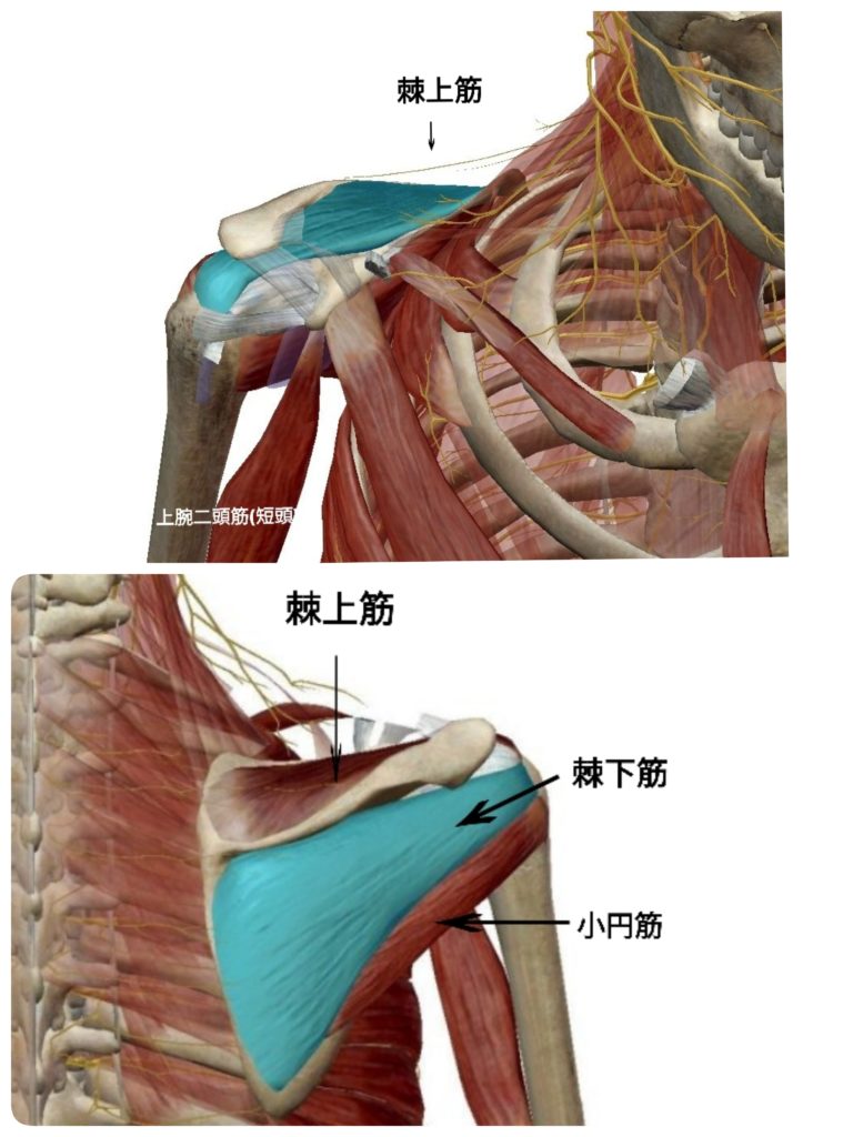 五十肩と関連の深い肩周りの筋肉