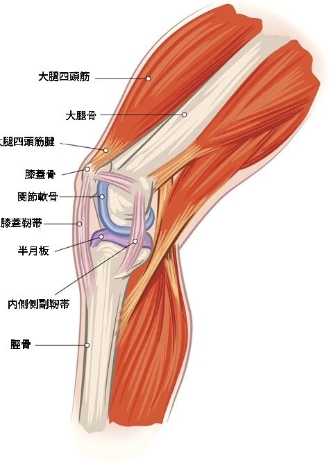 膝関節の解剖